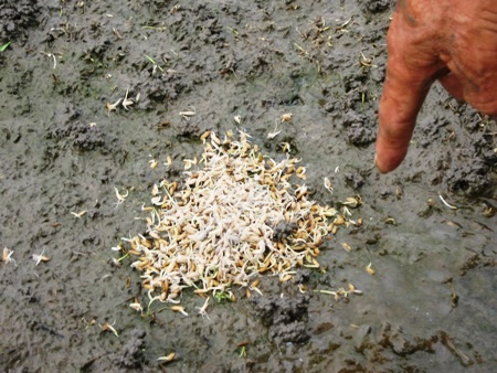 Nhiều người dân sử dụng bã sinh học trộn với lúa giống để diệt chuột