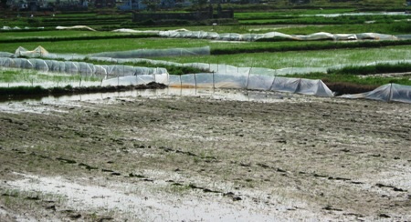 Nhiều ha lúa của người dân đứng trước nguy cơ bị xóa trắng