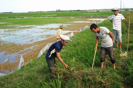Người dân tổ chức đào chuột nhằm diệt trừ tận gốc tại nơi chúng sinh sản