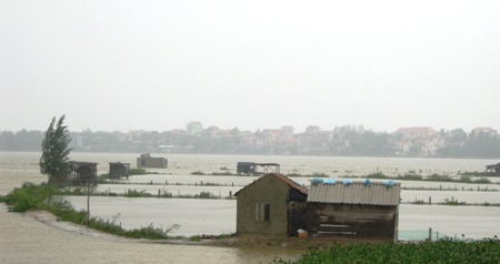 Nhiều đồng nuôi tôm bị xóa trắng