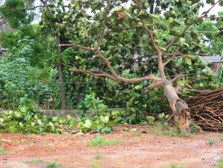 Mưa to, gió lớn đã khiến cho cây cối bị gãy đổ