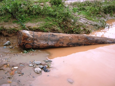 Một cây gỗ lớn vừa được người dân kéo vào bờ