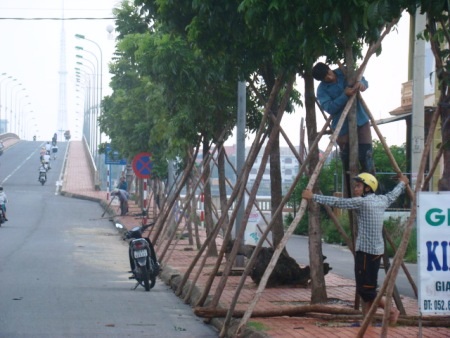 Công nhân Công ty cây xanh gia cố lại cây cối dọc các tuyến phố đề phòng gió đánh đổ