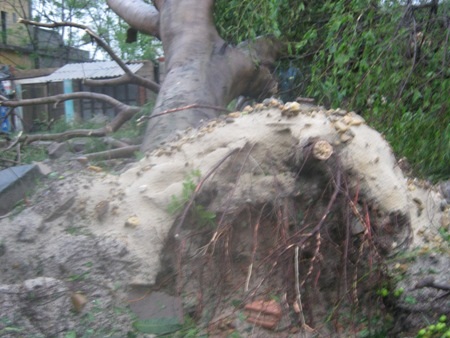 Một cây cổ thụ bị bật gốc (Ảnh: Đăng Đức).