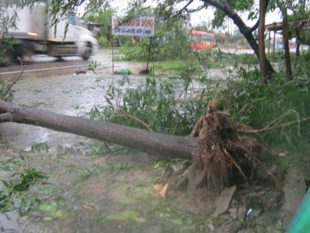 Nhiều cây lớn cũng bị gãy