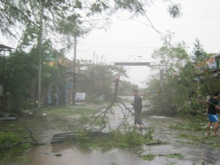 Nhiều cây lớn cũng bị gãy