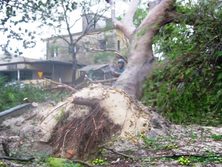Một cây cổ thụ bị bật gốc do bão
