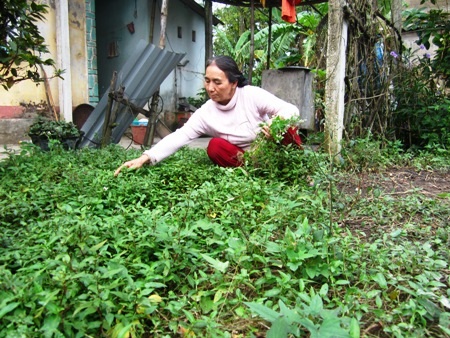 Bà Chiến chăm sóc vườn rau.