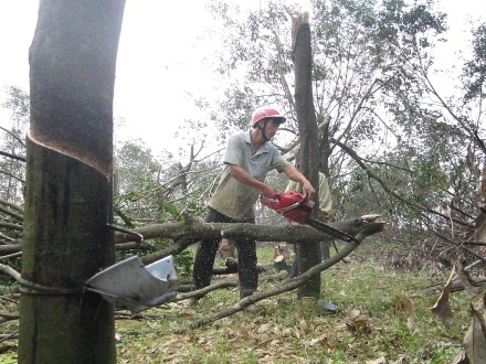 Anh Nhã phải tự mình cưa, dọn thân cây bị gãy sau đó bán lại cho thương lái