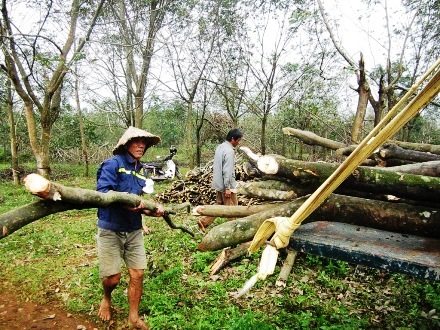 Một tấn củi cao su, người dân chỉ thu được 2 trăm nghìn đồng đã trừ tiền công cắt, bốc dỡ