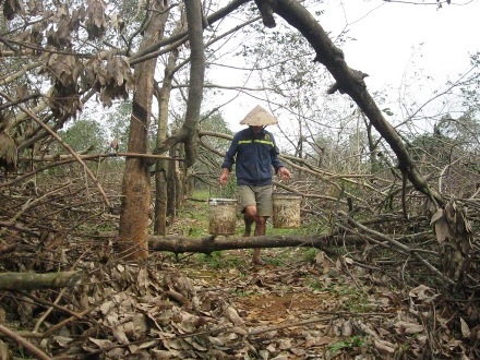 Cao su gãy, hàng ngàn hộ dân loay hoay tìm kế sinh nhai