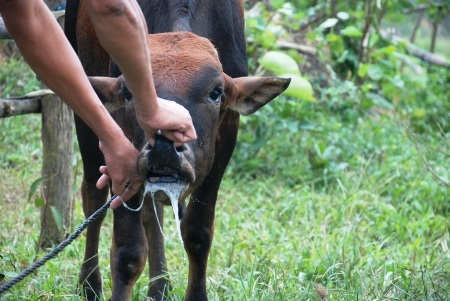 Quảng Trị: Dịch lở mồm, long móng lại bùng phát và lan rộng ra nhiều địa phương - 1 Dịch lở mồm, long móng trên gia súc đã bùng phát ra nhiều địa phương, khiến hàng trăm con bị bệnh
