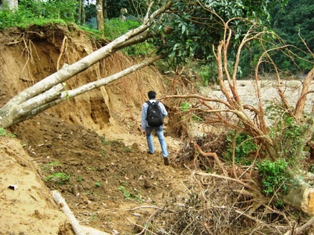 Rất nhiều đất vườn của gia đình anh Sinh đã bị cuốn trôi, cây lâu năm cũng trơ gốc