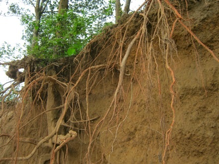 Rất nhiều đất vườn của gia đình anh Sinh đã bị cuốn trôi, cây lâu năm cũng trơ gốc