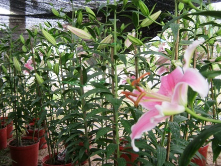 Những vườn hoa ly...