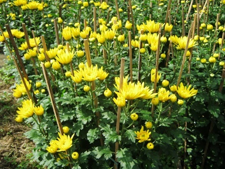 Những chậu cúc Đà Lạt khoe sắc trước Tết