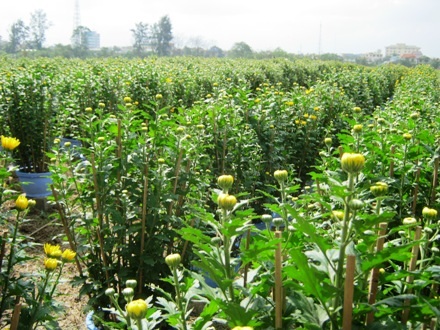 Người dân khẩn trương tỉa lá và cắt bớt những bông quá dày để nâng cao chất lượng bông hoa