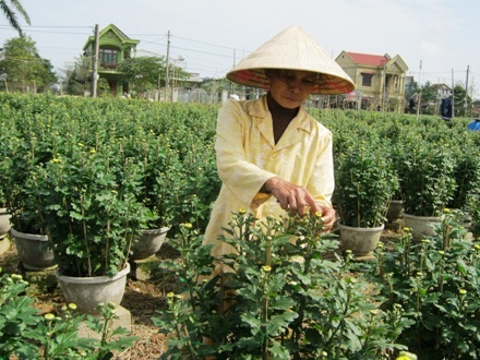 Bà Phúc cho biết, đến khoảng 23 tháng Chạp là hoa nở đều và có thể đem bán