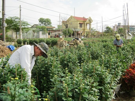 Người dân khẩn trương tỉa lá và cắt bớt những bông quá dày để nâng cao chất lượng bông hoa