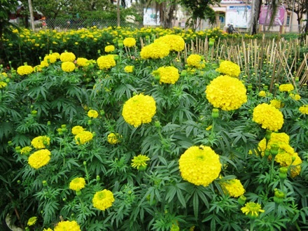 ...thọ và nho khoe sắc trước Tết