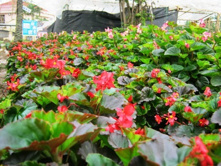 ...thọ và nho khoe sắc trước Tết