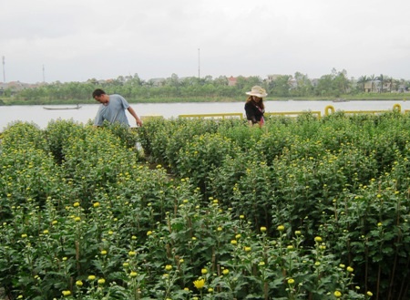 Anh Trung đang khẩn trương chăm bón cho vườn hoa