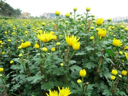 Vườn cúc được ví như dải lụa vàng khoe sắc trong nắng