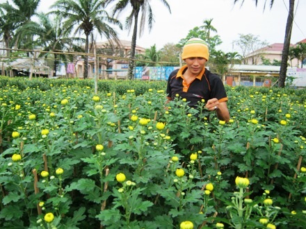 Trang trí chậu hoa