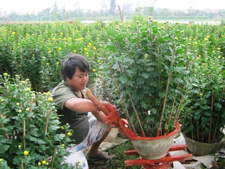 Trang trí chậu hoa