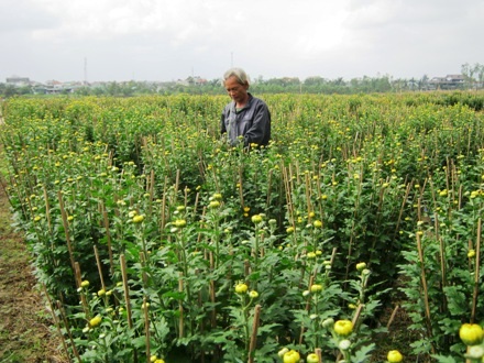 Trang trí chậu hoa