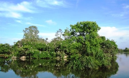 Cò đang dần vắng bóng ở đầm Hà Côộc - 1 Khu rừng đước chỉ còn lại lác đác một vài bóng cò trắng