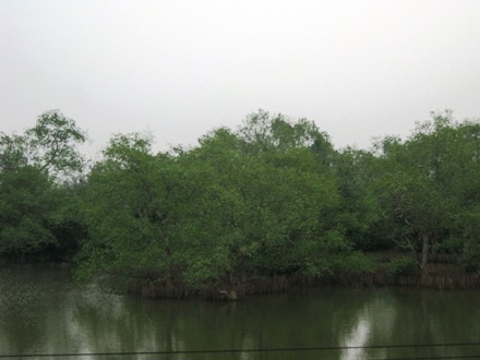 Người dân Mai Xá luôn khát khao được thấy cò quay trở lại