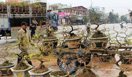 Mai có nguồn gốc từ Bình Định được nhiều người ưa chuộng