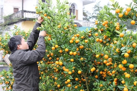 Một chủ vườn cắt tỉa những cành quất bị gãy