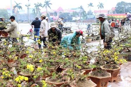 Tấp nập trưng bày mai vàng