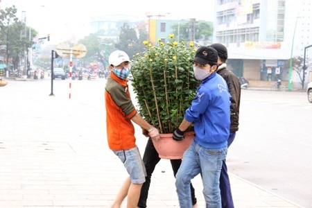 Bắt đầu đưa hoa cúc trưng bày bán Tết