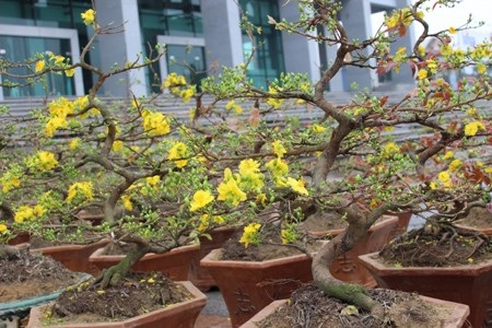 Những chậu mai này có giá khoảng 1,5 - 2 triệu đồng