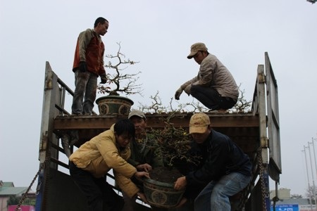 Vận chuyển mai vàng từ xe xuống để bày bán dịp Tết