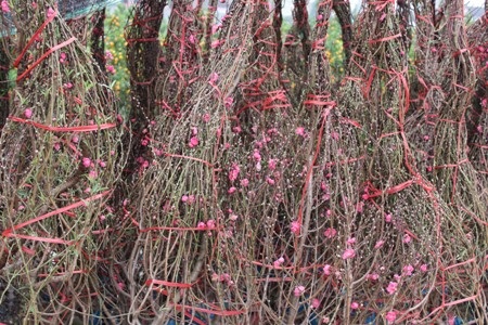 Chủ vườn đào cũng tập kết để bán Tết