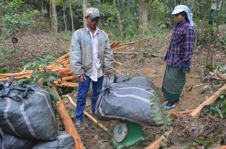 Xuân về trên miền biên viễn - 3 Cây bời lời đã mang lại hiệu quả kinh tế cho người dân Vân Kiều dọc dãy Trường Sơn (Ảnh Q.H)