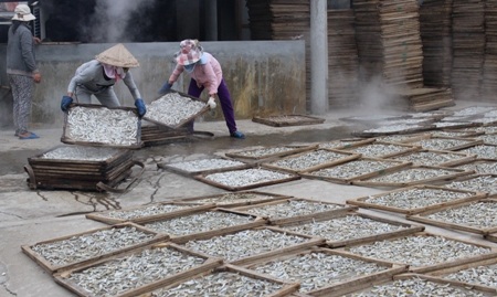 Không kịp xuất ra thị trường nên bà con ngư dân chọn cách phơi khô, đóng gói