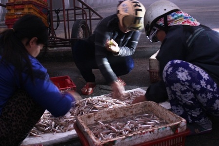 Chị em phụ nữ chọn lọc cá ngay tại cảng để đưa ra chợ bán