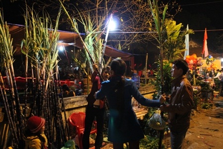 Mua mía, chè, cây phát tài...được cho là vận may dip đầu Xuân