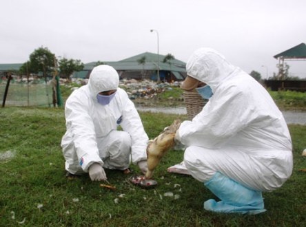 Quảng Trị: Tạm thời kiểm soát được dịch cúm gia cầm - 1 Lực lượng cán bộ thú y tiến hành tiêm phòng cho đàn gia cầm bị bệnh (Ảnh Nguyễn Phúc)
