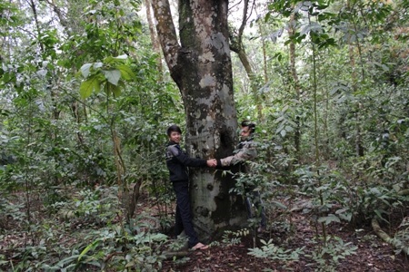 Những cây gỗ trong rừng Rú Lịnh rất to, 2 -3 người ôm không xuể 