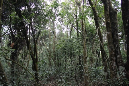 Thảm thực vật phong phú ở rừng Rú Lịnh