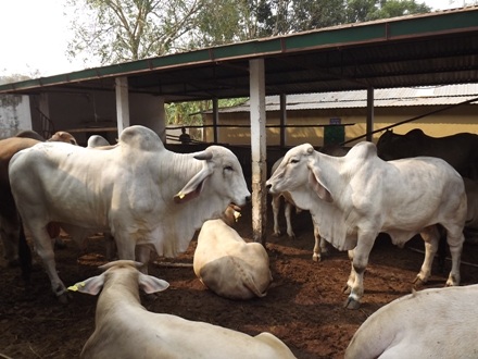 Quảng Trị: Bưng bít dịch lở mồm, long móng trên gia súc nhập khẩu