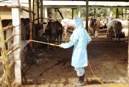 Các lực lượng chức năng tiến hành phun thuốc khử trùng tại các ổ dịch nhằm ngăn chặn sự lây lan