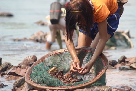 Sau một hồi dò tìm, Vui cất lưới lên cũng chỉ được vài con tôm