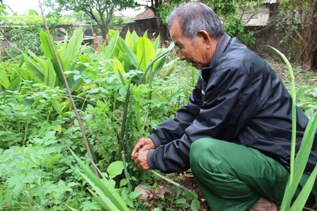 Một trong số các loại thuốc chữa rắn cắn được ông trồng trong vườn